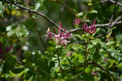 Close-up of flowers on branch