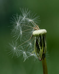 Close-up of dandelion on plant