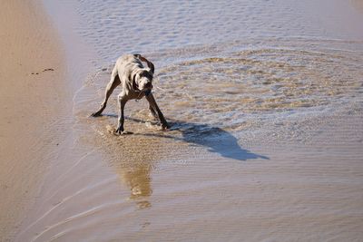 Dog running on beach