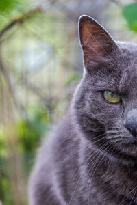 Close-up of a cat looking away