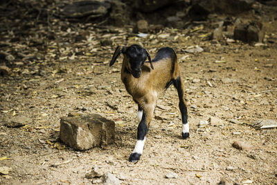 Full length of a goat