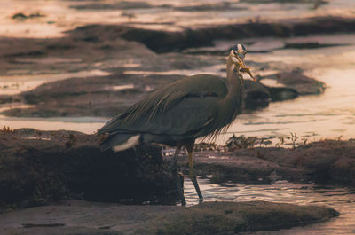 Gray heron on shore