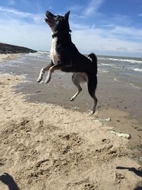 Side view of a dog on beach