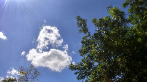 Low angle view of trees against blue sky