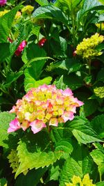 Close-up of pink flowers blooming in park