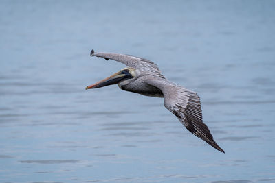 Bird flying over lake