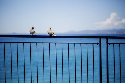 Seagull perching on railing against sea