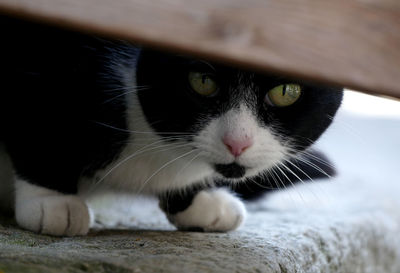 Close-up of black cat