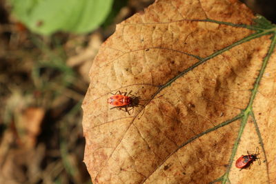 High angle view of ladybug on leaf