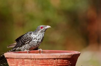 Close-up of bird perching outdoors