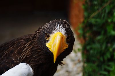 Close-up of eagle against blurred background