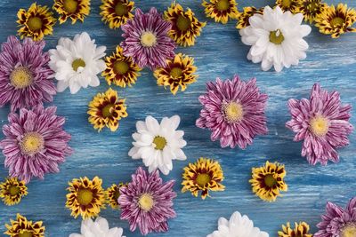 High angle view of pink daisy flowers