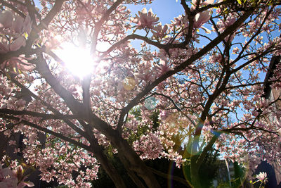 Low angle view of sunlight streaming through tree