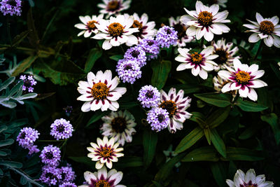 Close-up of purple flowers