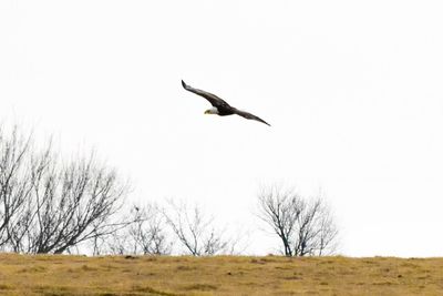 Bird flying over bare trees against clear sky