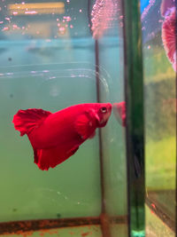 Close-up of fish in glass window