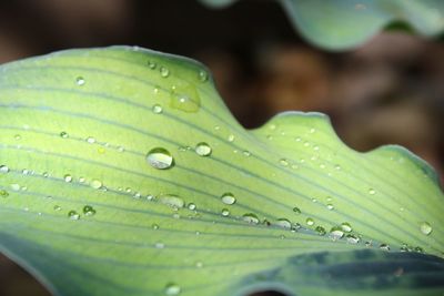 Close-up of raindrops on leaves