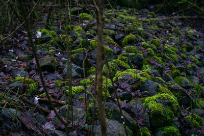 High angle view of rocks and trees in forest