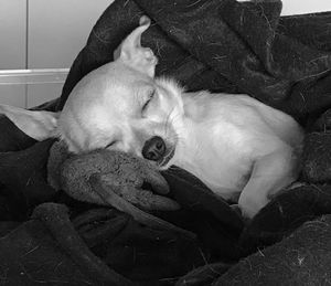 Close-up of puppy sleeping