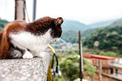 Close-up of a cat on mountain