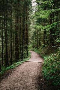 Dirt road amidst trees in forest