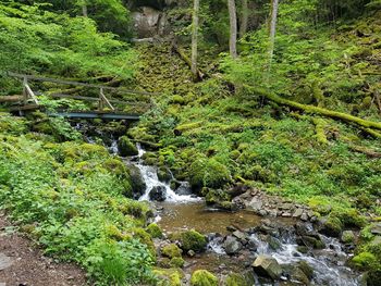 Stream flowing through rocks in forest