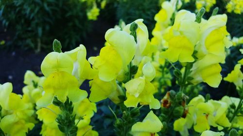 Close-up of yellow flowers blooming outdoors