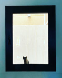 Portrait of cat on window