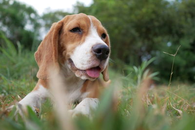 Dog looking away on field