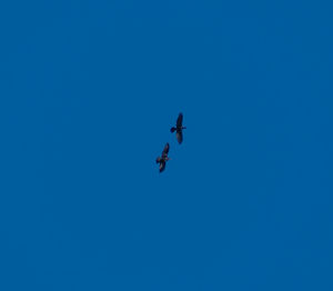 Low angle view of airshow against clear blue sky