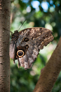 Close up of butterfly