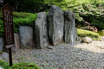 Moss growing on rock by trees
