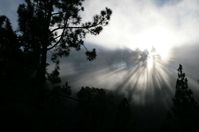 Low angle view of sunlight streaming through silhouette trees in forest