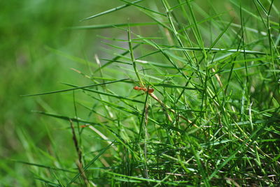 Close-up of insect on grass