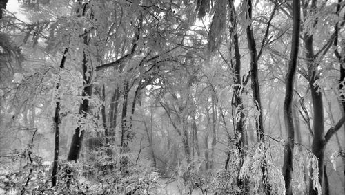 Trees in forest during winter