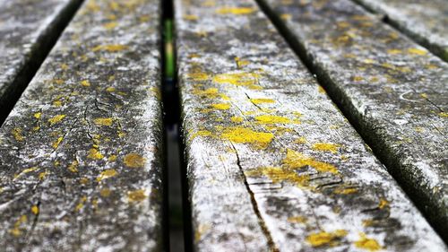 Close-up of lichen on wood