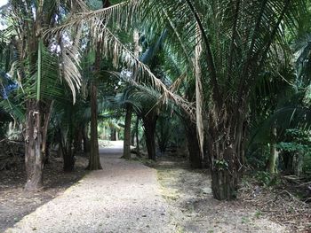 Palm trees in park