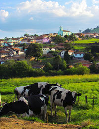 Cows grazing on grassy field