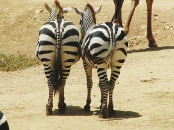 Zebra standing on field