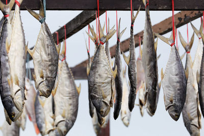 Close-up of fish for sale