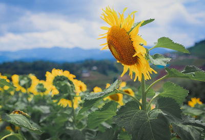 Close-up of yellow flowering plant