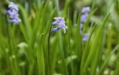 Close-up of purple iris flower on field