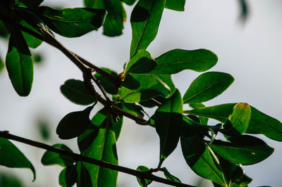 Close-up of fresh green leaves