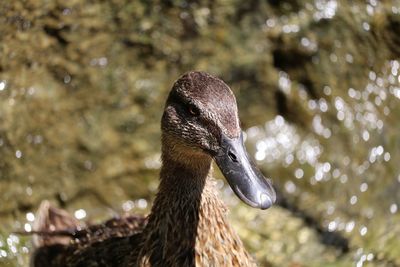 Close-up of female mallard duck
