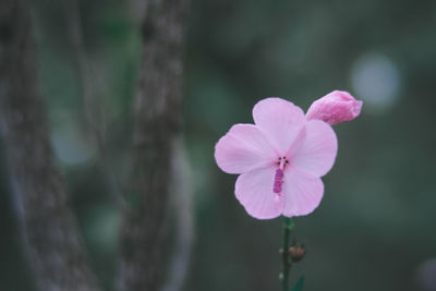 Close-up of pink flowering plant