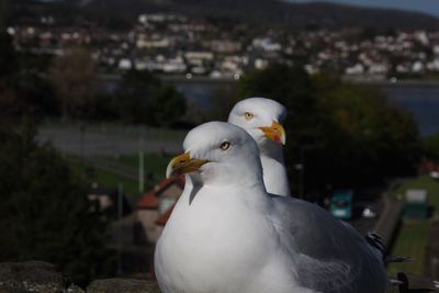 Close-up of seagull