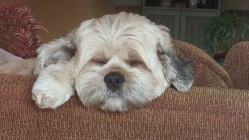 Portrait of dog relaxing at home