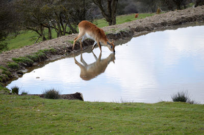 View of drinking water from a lake