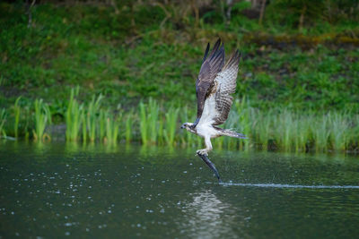 Osprey catching a fish from a small loch in scotland