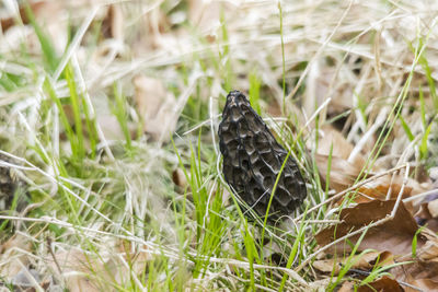 Close-up of dead plant on land